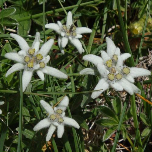 Edelweiss – Leontopodium alpinum